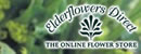 Elder Flowers Direct
