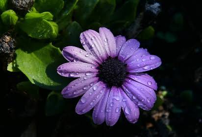 E2E Paid Florist 1782290403